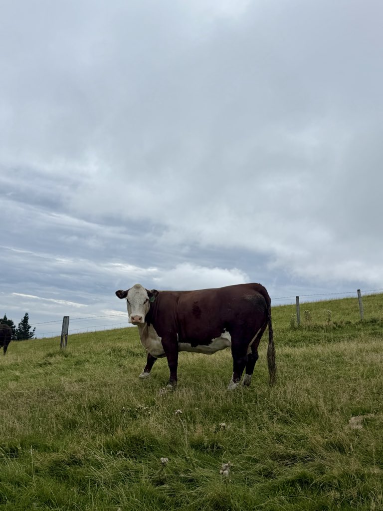 Mitchy@🇳🇿ニュージーランドの旅クリエイター tweet media