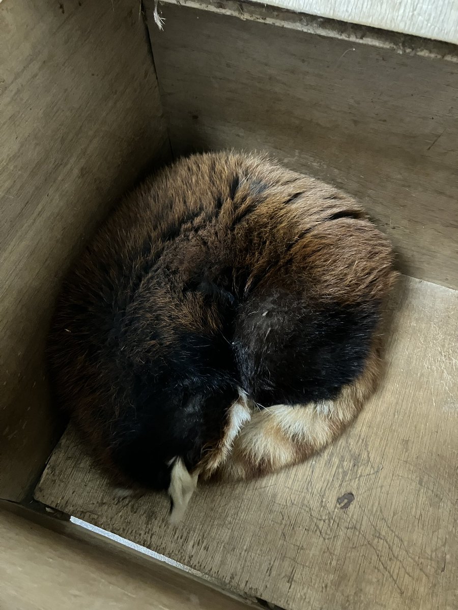 ChibaZoo's tweet photo. おはようございます！

本日、レッサーパンダのメイメイの展示は一時的におやすみします💤

巣箱の居心地がよく、展示場に行きたくないそうです…
メイメイの準備が整い次第、展示を再開いたしますが、1日おやすみする場合がございます（飼2）

#千葉市動物公園
#レッサーパンダ
#メイメイ https://t.co/QTYlX36WZ7