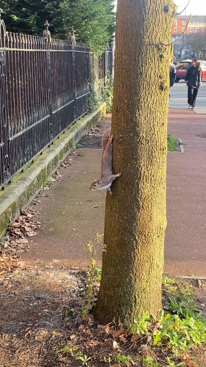 Football2017 tweet media