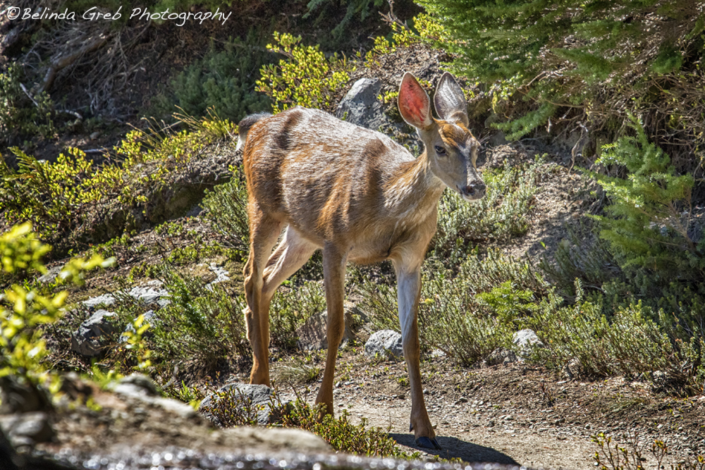 Belinda Greb tweet media