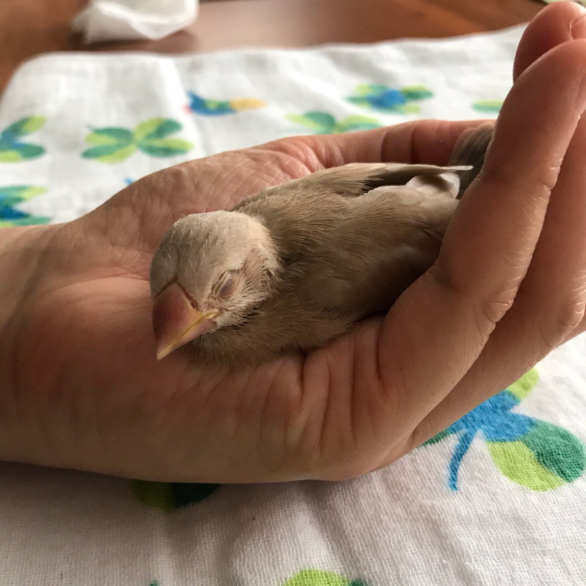 Jasmine fragrance tweet media