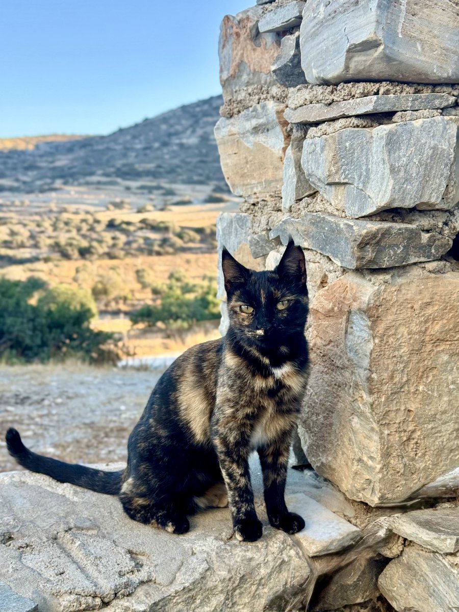 Cats of Iraklia tweet media