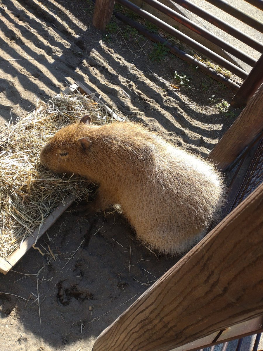 ＃市川市動植物園
＃カピバラ
イチョウ君おはよ〜😊