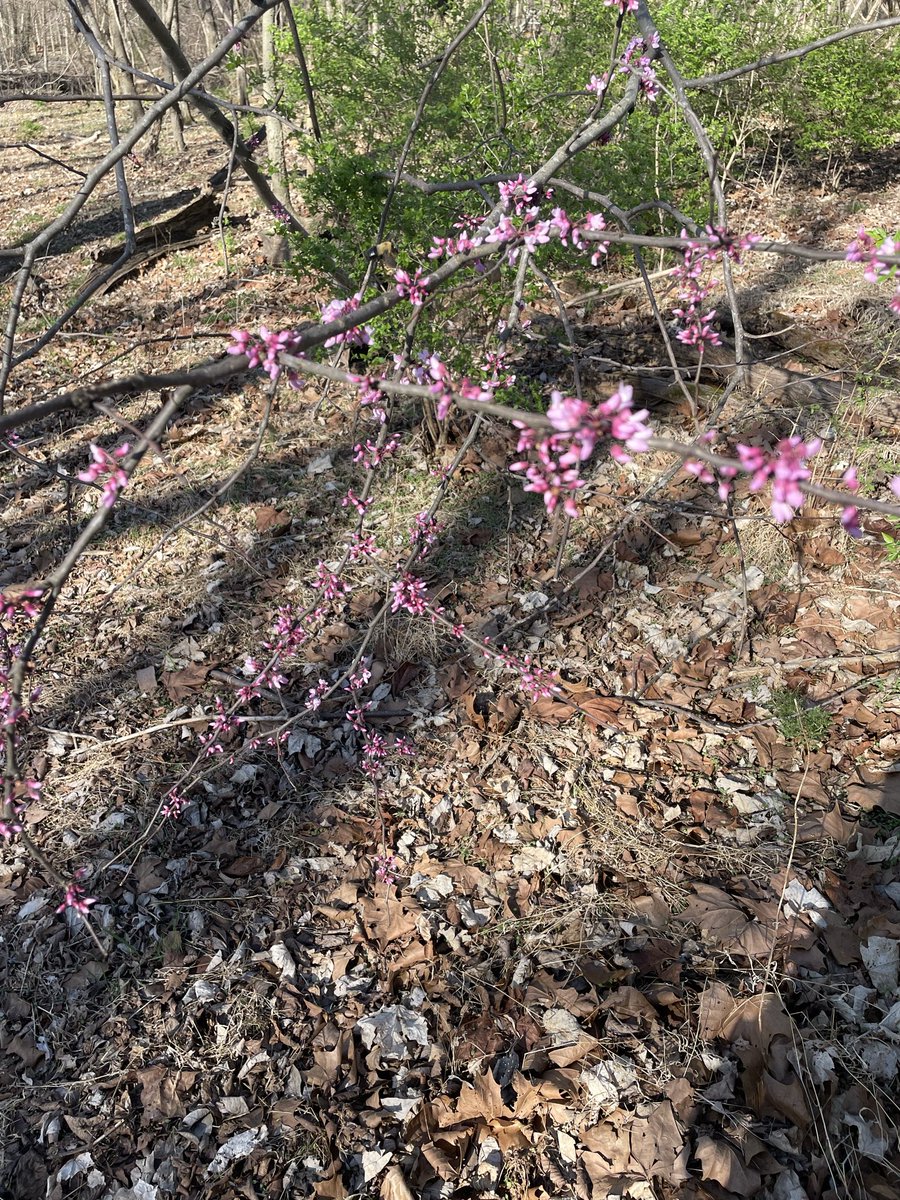 devanstarkey's tweet photo. And sometimes when you ask the universe for a sign, she will keep sending them. (I asked for pink flowers last week) https://t.co/3LsKnKPXUu
