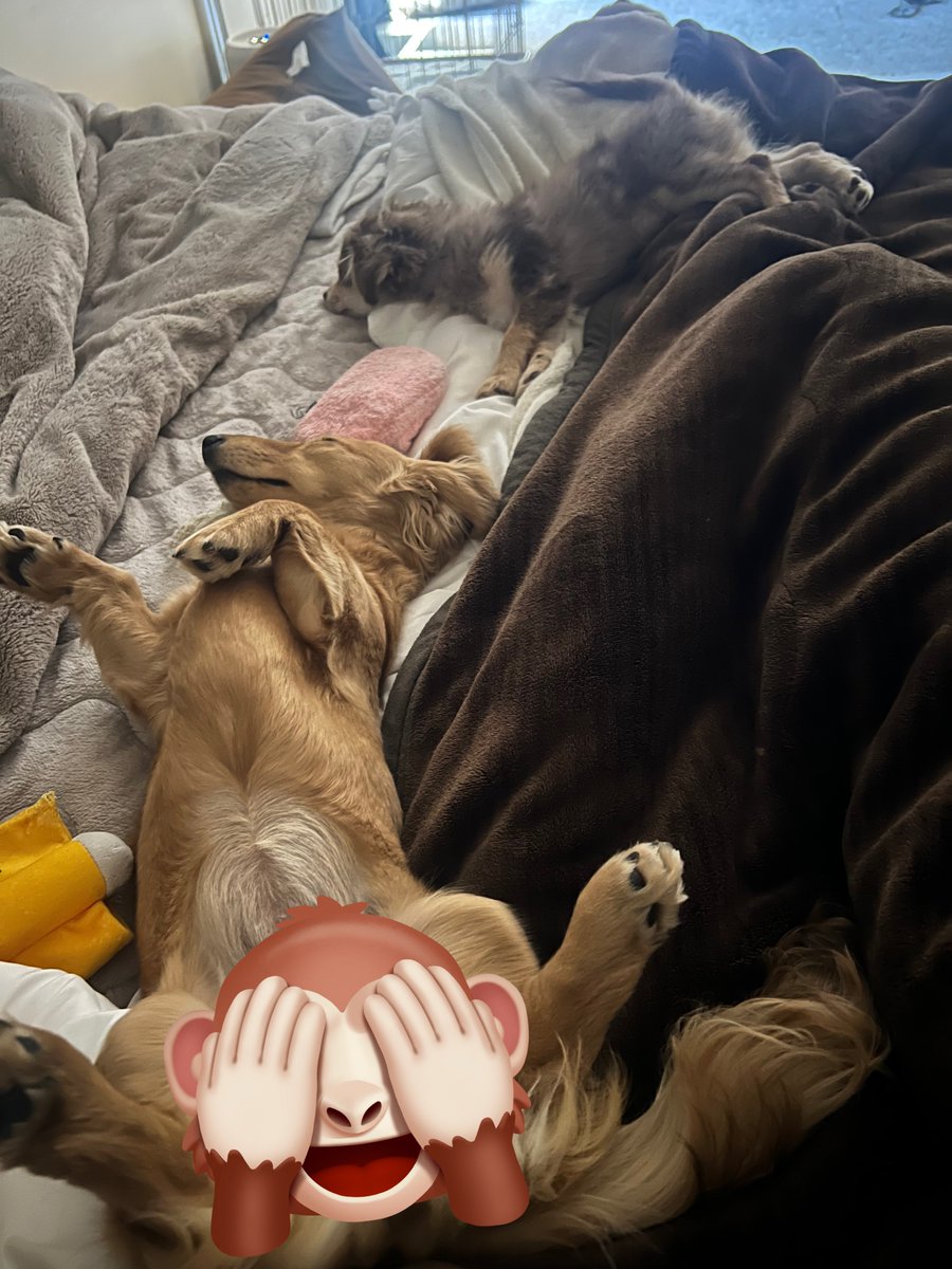 むぎむぎざうるす tweet media