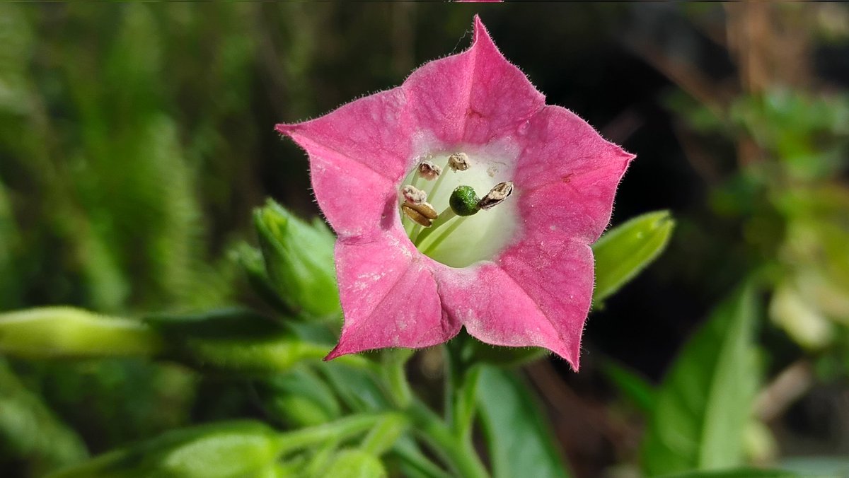 Tydyn Rain St. Clair tweet media