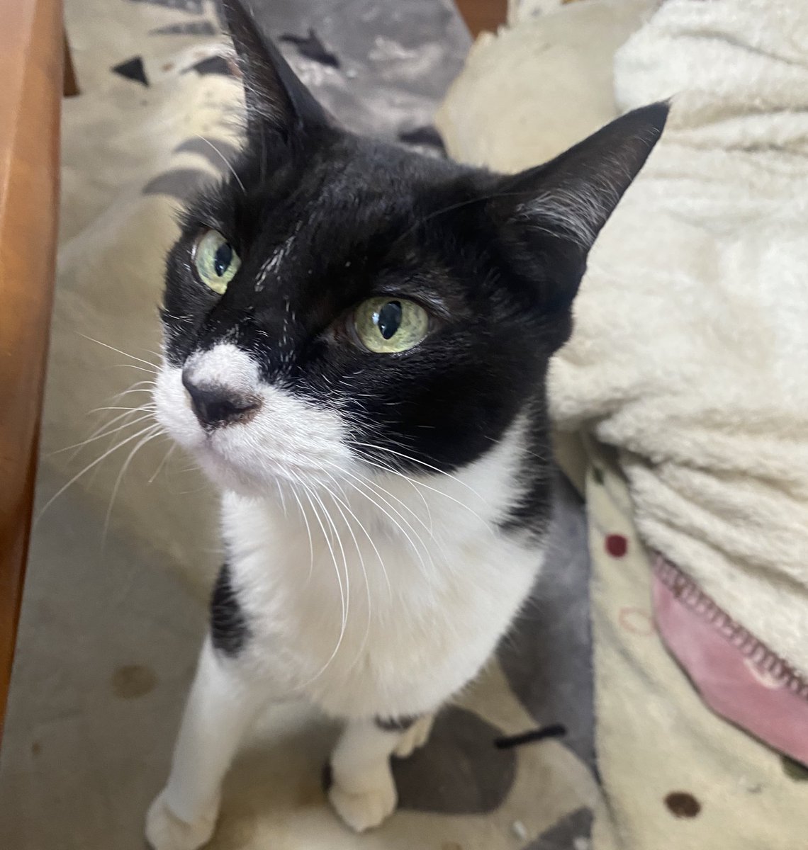 yoshi3chiko3's tweet photo. 16歳になりました🥰 https://t.co/i6Dr0EQdQ3