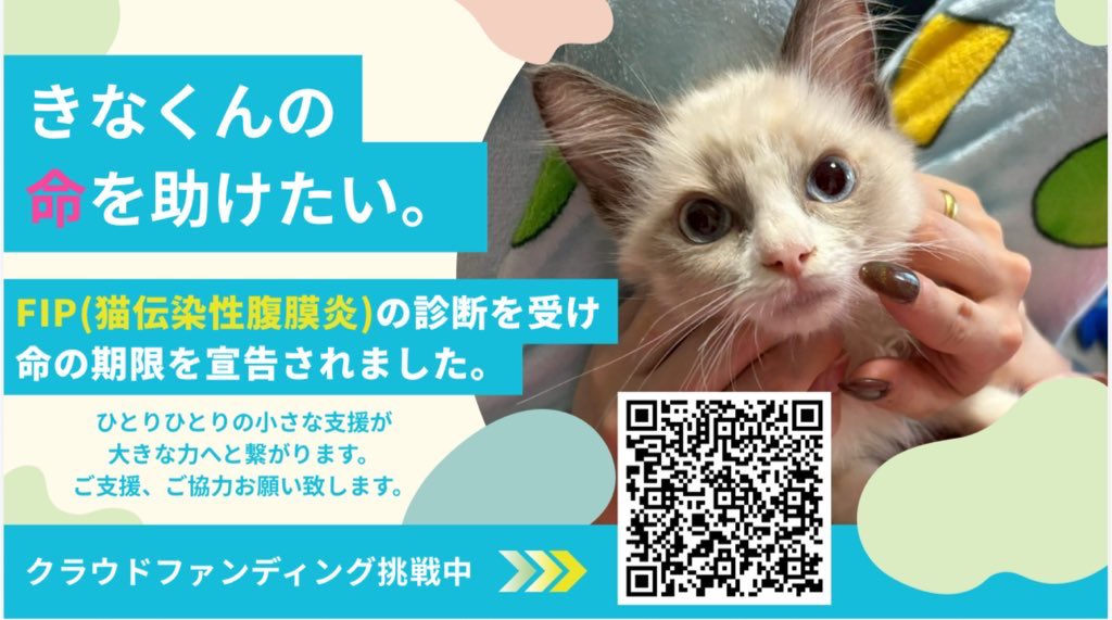 maxuxu_sh's tweet photo. 🆘 #拡散希望 🆘

クラウドファンディング最終日‼️
このままでは未達になってしまいそうです。
どうか、助けてください🥲
大口でのご支援よろしくお願い致します🙇
➡️ https://t.co/DyA3nF9a5r

皆様最後となりますが、ご支援、拡散のほどよろしくお願い致します🙇‼️‼️

#ラグドール #猫 #fip https://t.co/Wt4QV31AKl