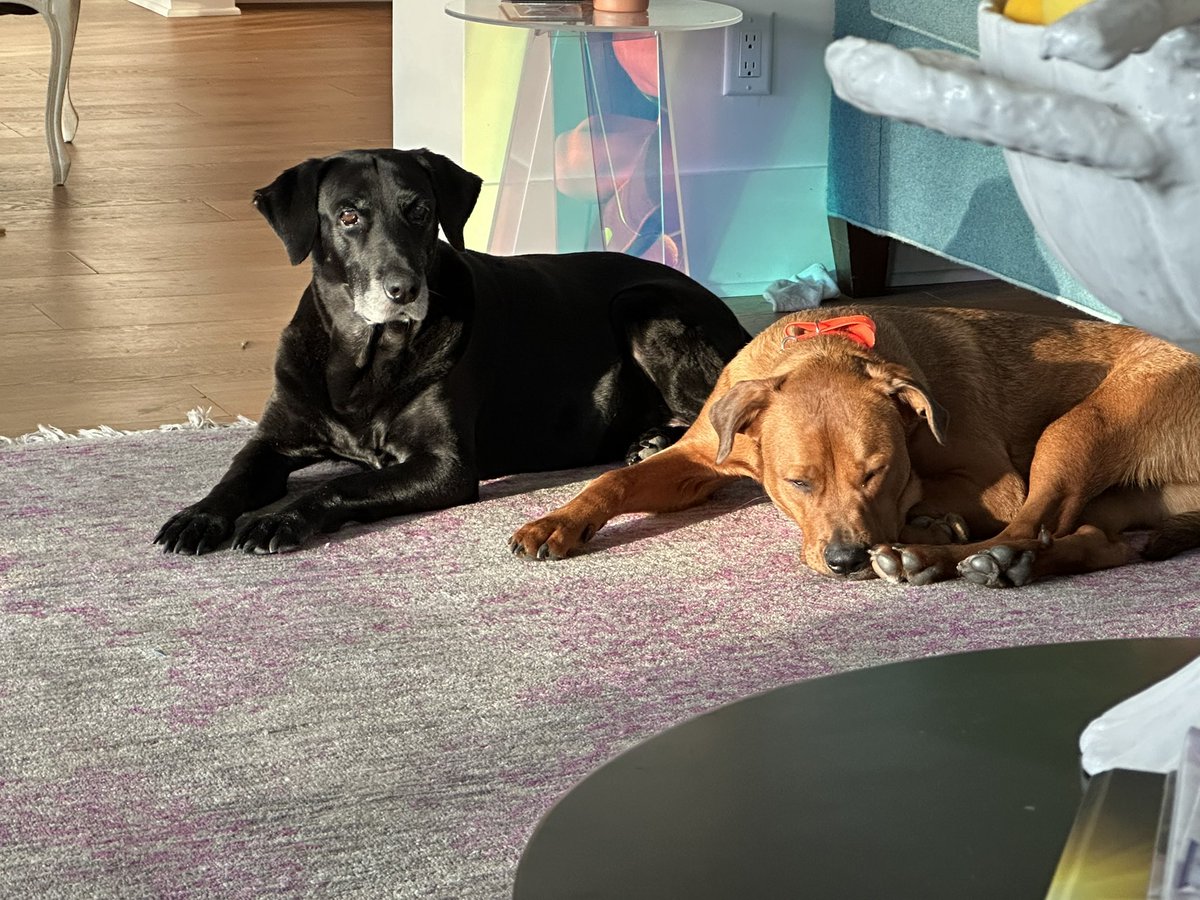 Just Another Dog tweet media