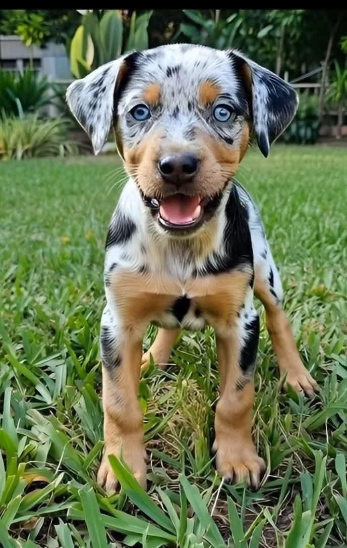 5 anos de azar se você não me der um oi♥️🐕
