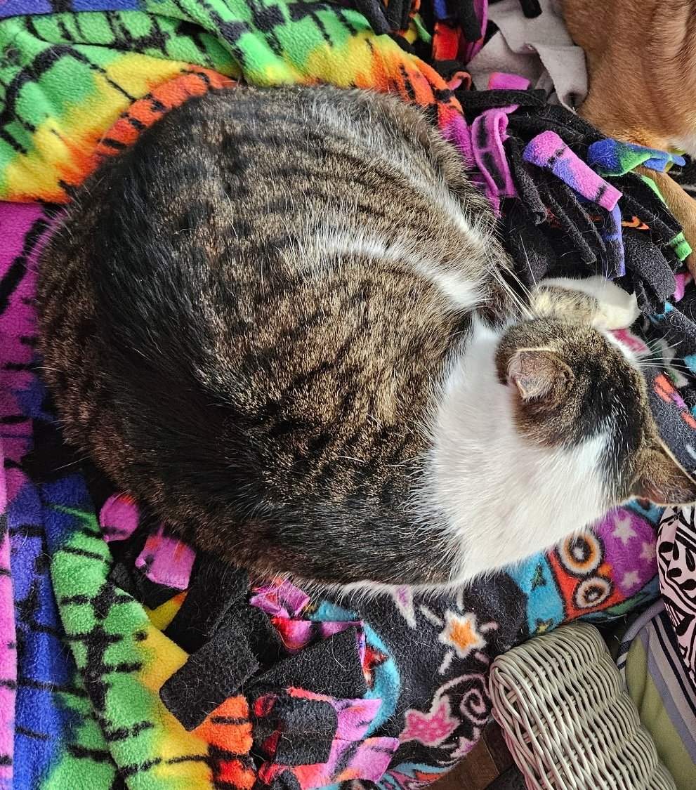 paco5775's tweet photo. Tonight, we honor our cats. These furry friends are mostly quiet comforters. Their purrs help us heal... Goodnight everyone. Love, Scruffy, Andrè, Stubbs, Kit and Dottie 🐾❤️🐈⬛ #CatsOfTwitter #missyouReo #PuggieForever #NinaAngel #TikiMyHeart #ForeverLoved #Friends4Ever #Buyo🌈 https://t.co/9WqWG8684H