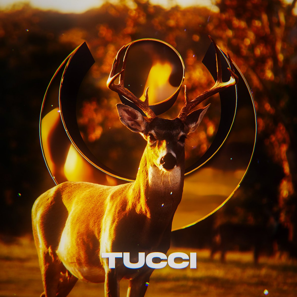 Lunar Tucci ᵀᵁ tweet media