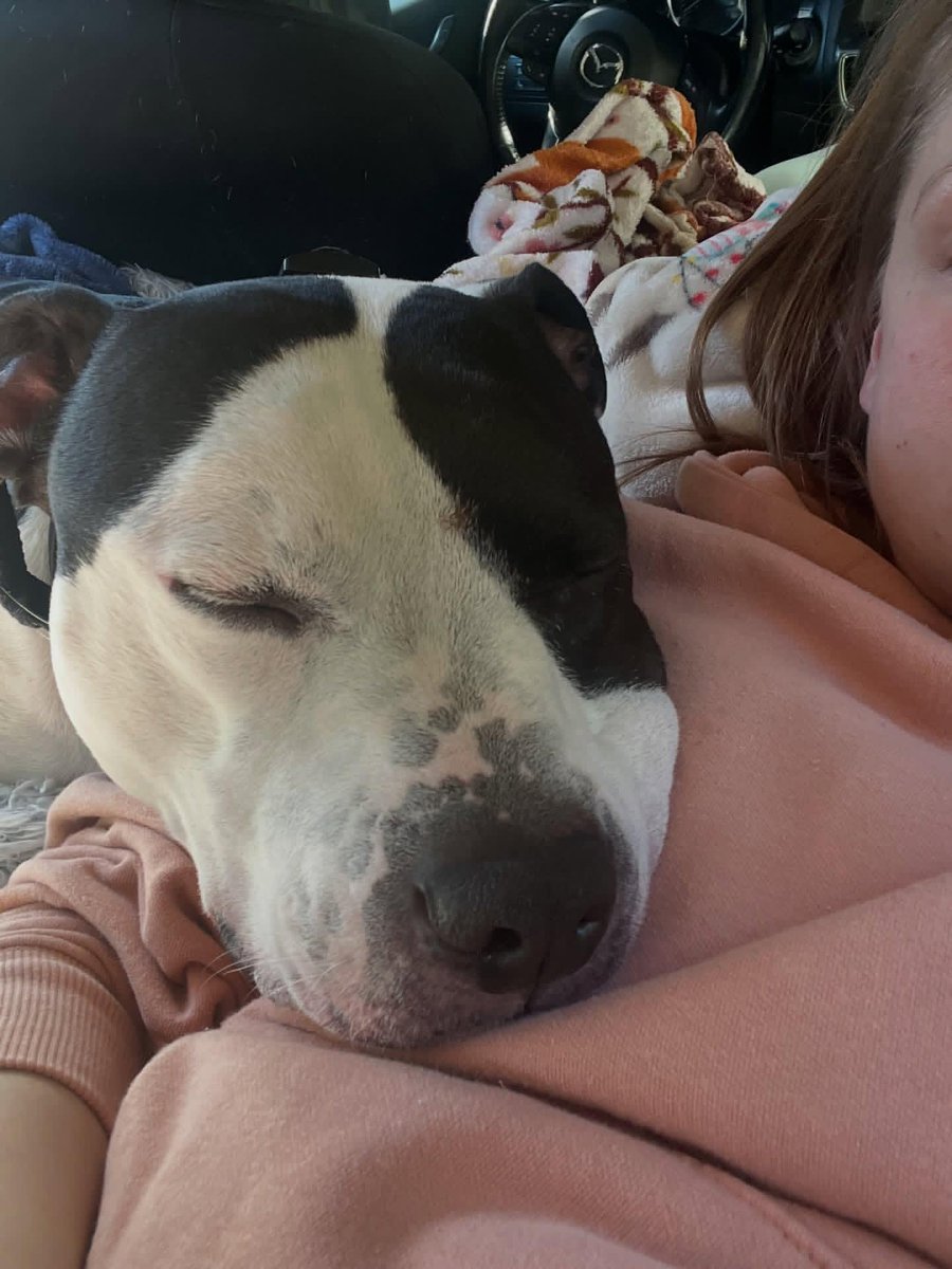 Sabiha1278's tweet image. He’s been knocked out. When I take him out to pee, he stumbles like he’s drunk 🥺🥺 My poor boy. 7 days of being drugged up so he can heal. 😢 #servicedog #pitbullsofinstagram #homeless #handsomeboy