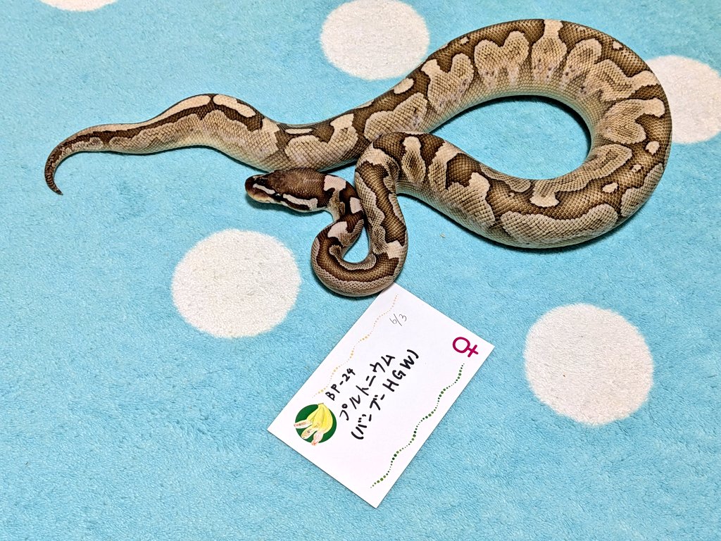 バナナ@バナナの家 tweet media