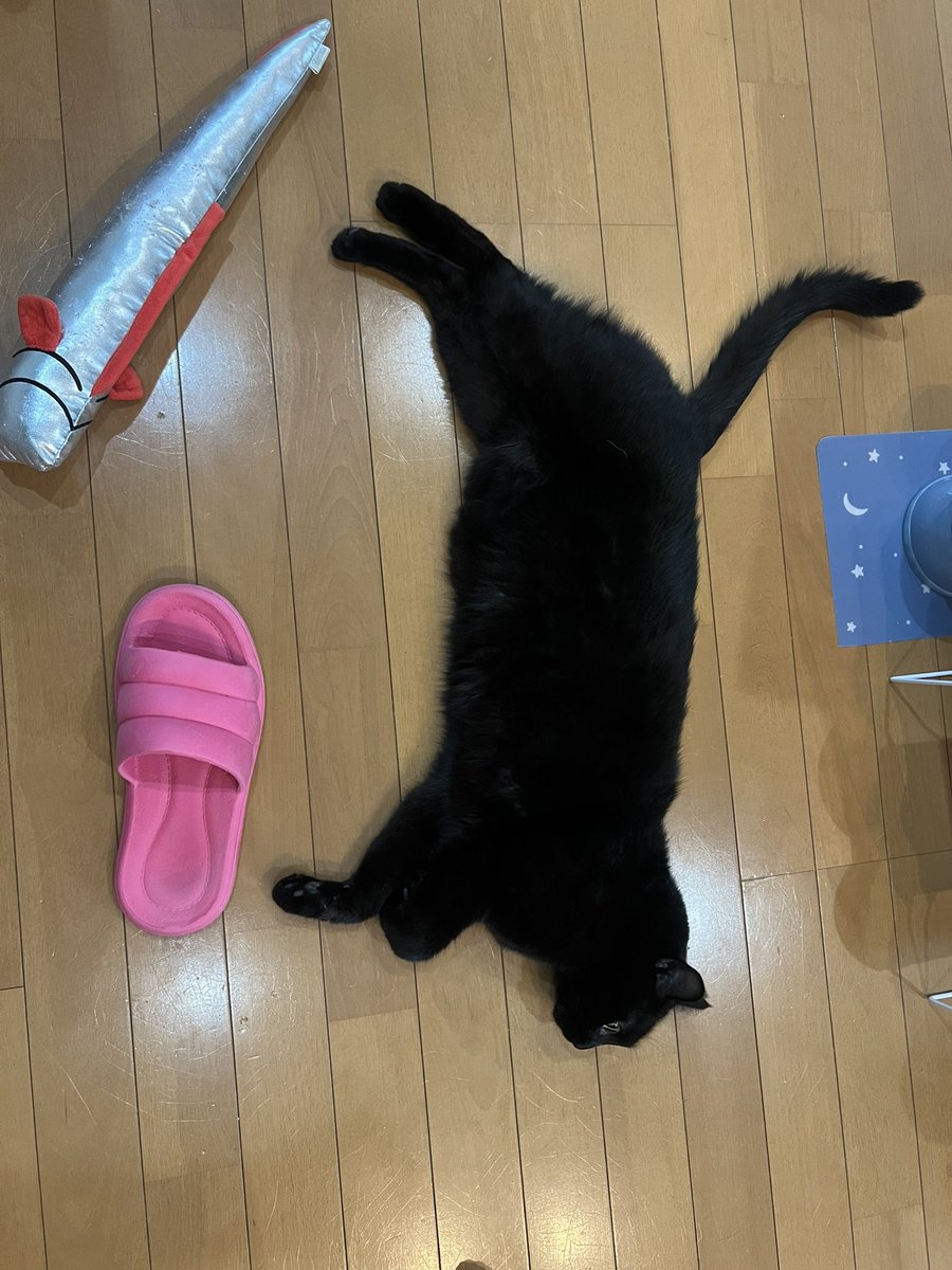 おれの大きさこれぐらい
（6kg、大きめではあるが要減量）