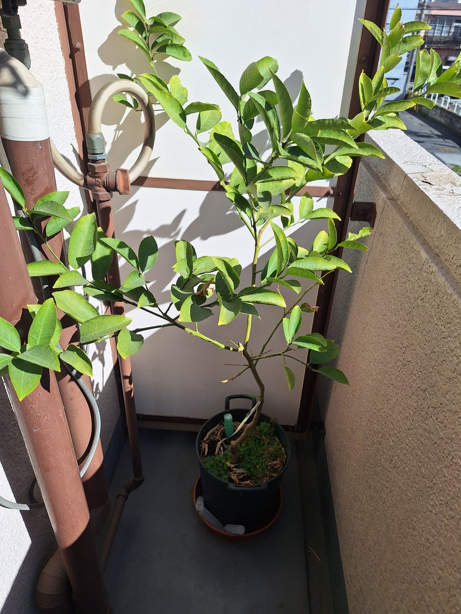 SAN@ノウハウコレクター tweet media