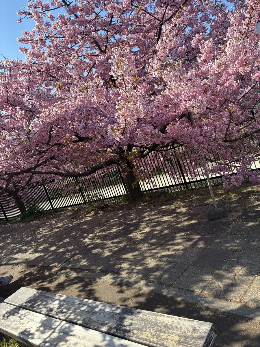 alohanori2's tweet photo. 満開の河津桜の前の特等席（ベンチ）
本か桜か、悩んじゃう〜🌸

数日前の出来事でした〜

#悩む読書人
#読書好きな人と繋がりたい 
#読書好きと繋がりたい 
#読書垢さんと繋がりたい
#京都市
#淀水路の河津桜 https://t.co/ucOXqyvi6g