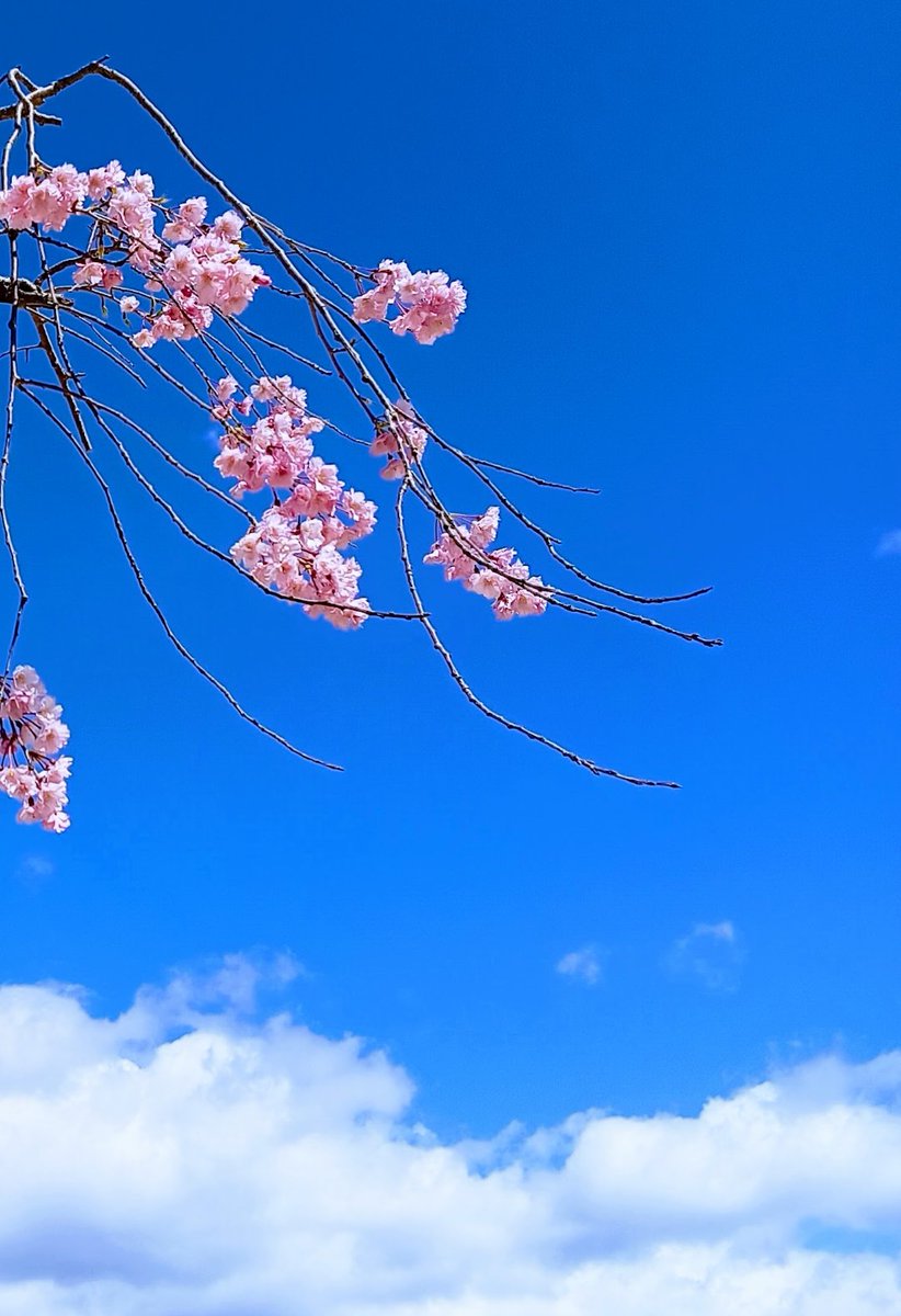 🌸☁️𓂃𓈒𓏸︎︎︎︎🌸s̆̈ă̈k̆̈ŭ̈r̆̈ă̈🌸𓂃𓈒𓏸︎︎︎︎☁🌸

  🌸桜空                                                     

                   雲より高く

                                      咲き誇らん🌸