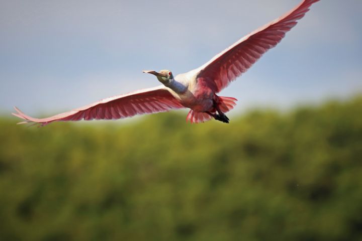 Michiale Schneider Carney tweet media