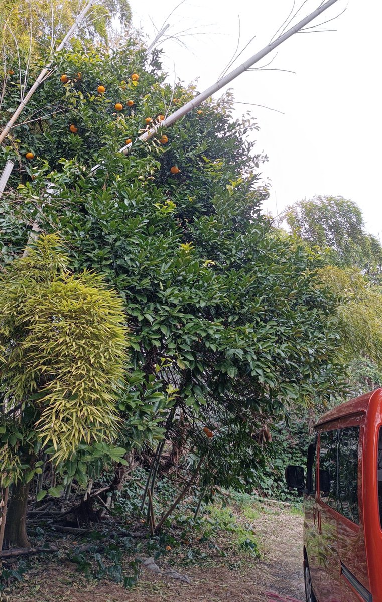 Akiko Naitoh tweet media