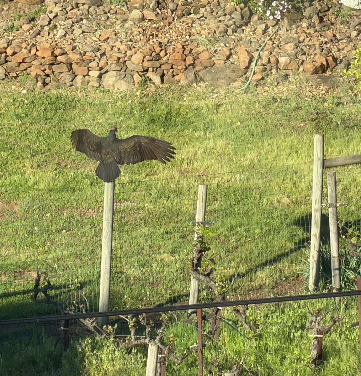 The Girl with the Mozart Tattoo tweet media