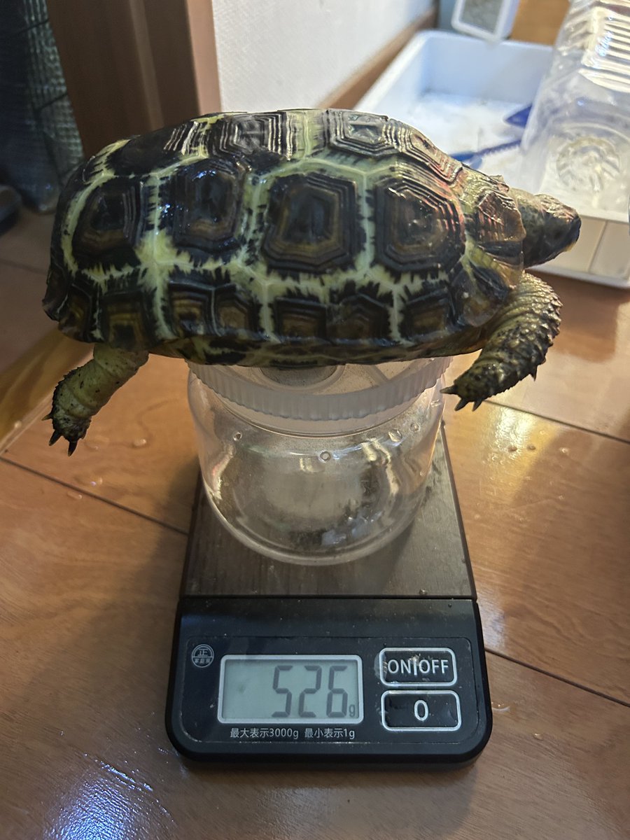 どうやら、飼育下の一定環境では休眠しないらしい。
ワイルドからの導入1年目は2月から半年以上、食べなかった(休眠していた)けど、今年はまだ食べ続けているし、体重も増え続けている。

一応、夏と冬で温度湿度に差は付けているけど、野生下ではもっと差があるんやろね。
#スピークセオレガメ