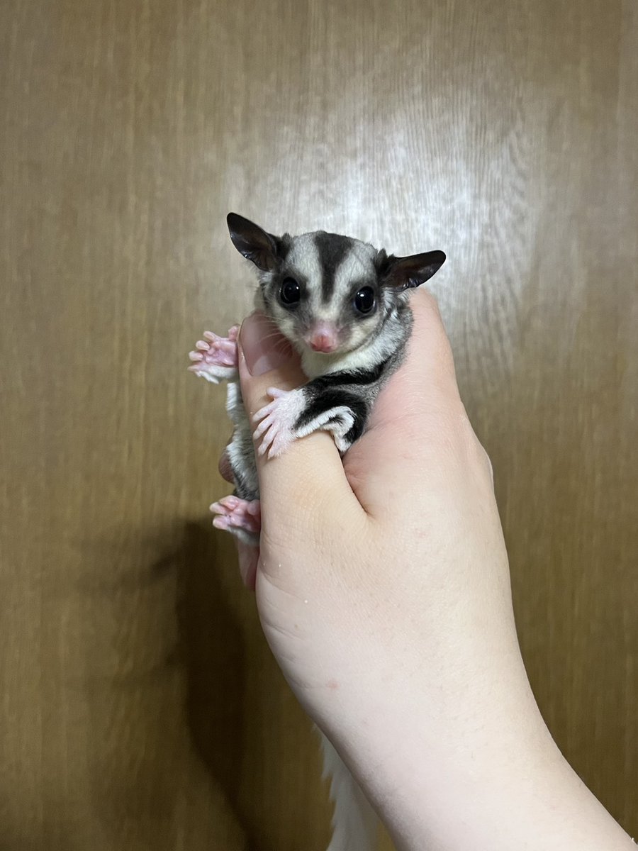 Beron工房 tweet media