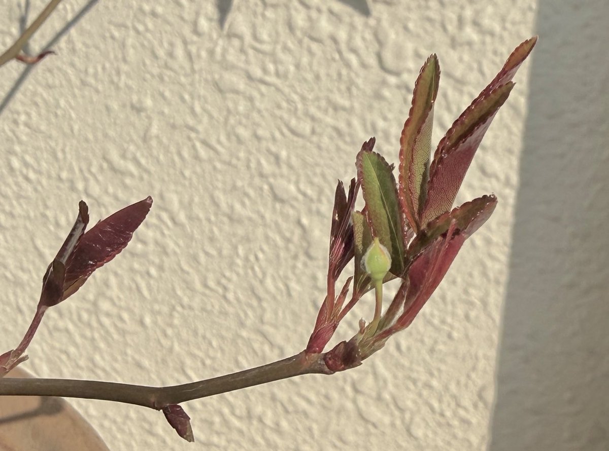 omn8nmo's tweet photo. 朝植物たち眺めていたら、白モッコウバラの蕾？嬉しい𓂃𓂂 https://t.co/AQ7Uzps6Tp