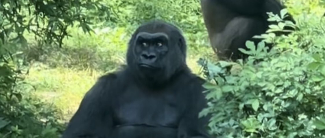 LilRocketNasa🚀 tweet media