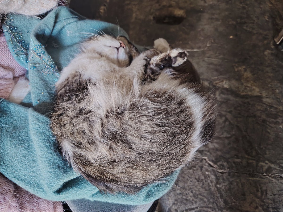 Gabrielle_BLS tweet media