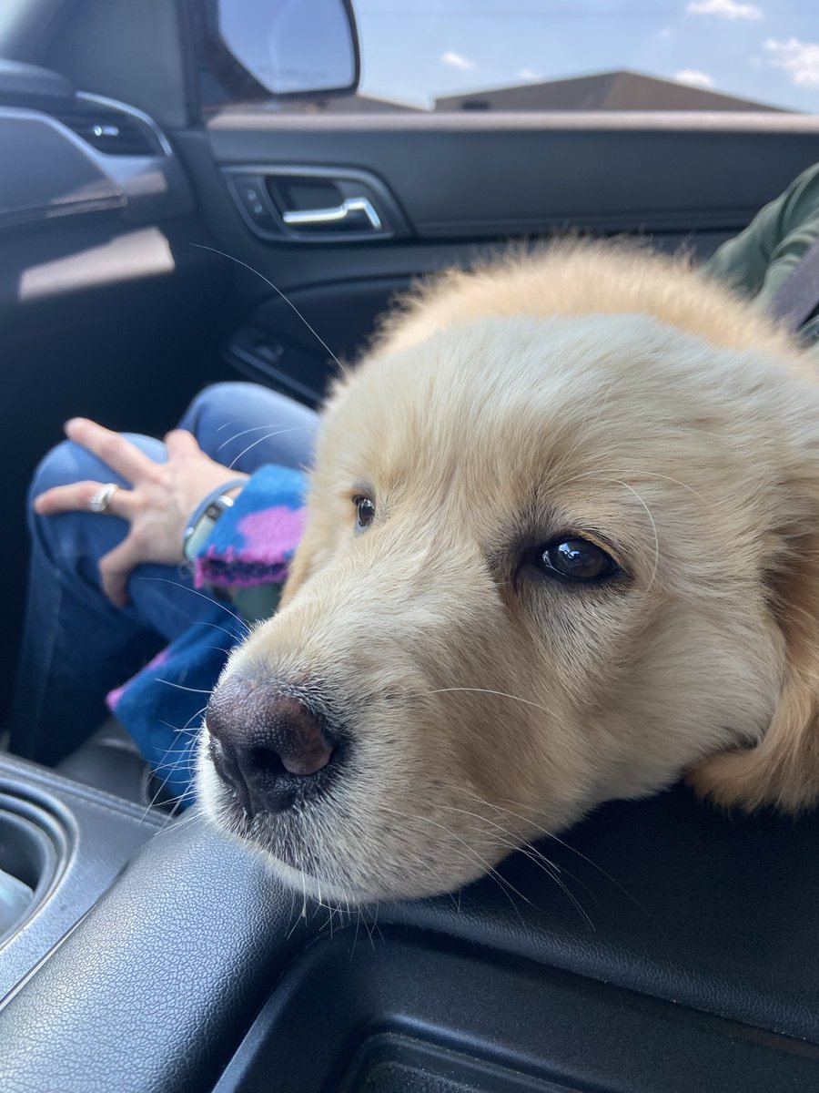 ruhroh88's tweet photo. I kidnapped this puppy today. He seems ok w it. https://t.co/ijRzF1FRV2