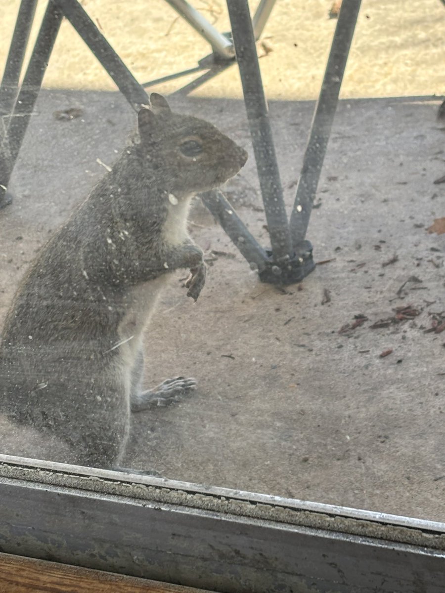 skeletalrituals's tweet photo. Goodnight everybody. #squirrelgate (make squirrelgate famous if you find it funny just tag me and @jillmaxxing) https://t.co/E1t2rfyHTB