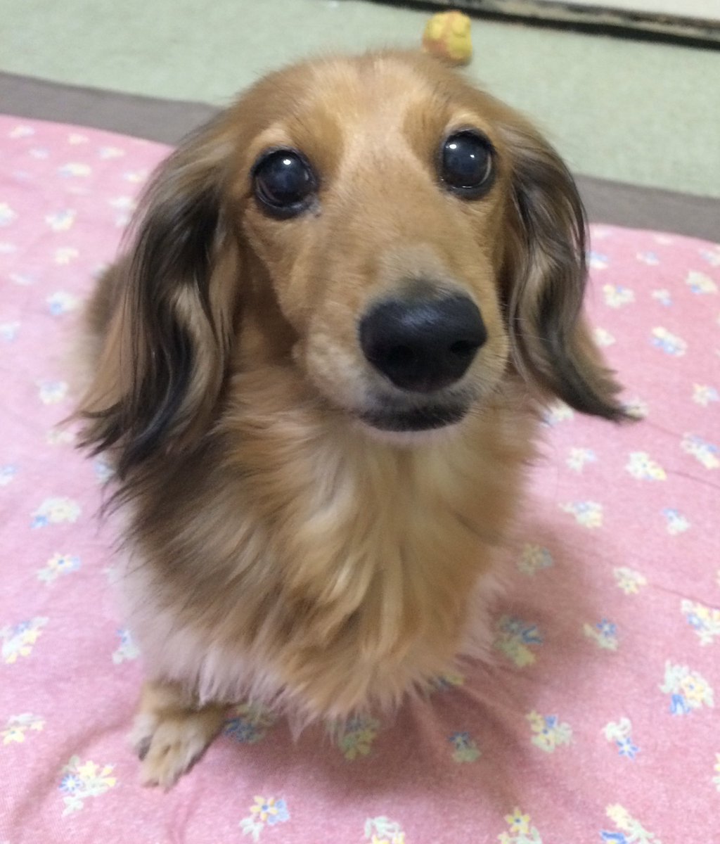 lavender777777's tweet photo. 今日はベルの命日💐
あれから5年がたちました。
色々なことがあったけれど、いつも側にいて見守っていてくれた気がします😌
きっとこれからもずっと見ていてくれるね✨
いつか会える日を楽しみにもう少し頑張るからね☺️
#秘密結社老犬倶楽部天国支部 https://t.co/dpIGPiKG89