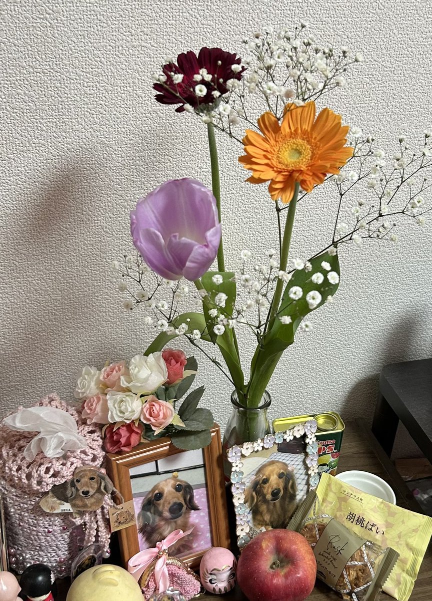 lavender777777's tweet photo. 今日はベルの命日💐
あれから5年がたちました。
色々なことがあったけれど、いつも側にいて見守っていてくれた気がします😌
きっとこれからもずっと見ていてくれるね✨
いつか会える日を楽しみにもう少し頑張るからね☺️
#秘密結社老犬倶楽部天国支部 https://t.co/dpIGPiKG89