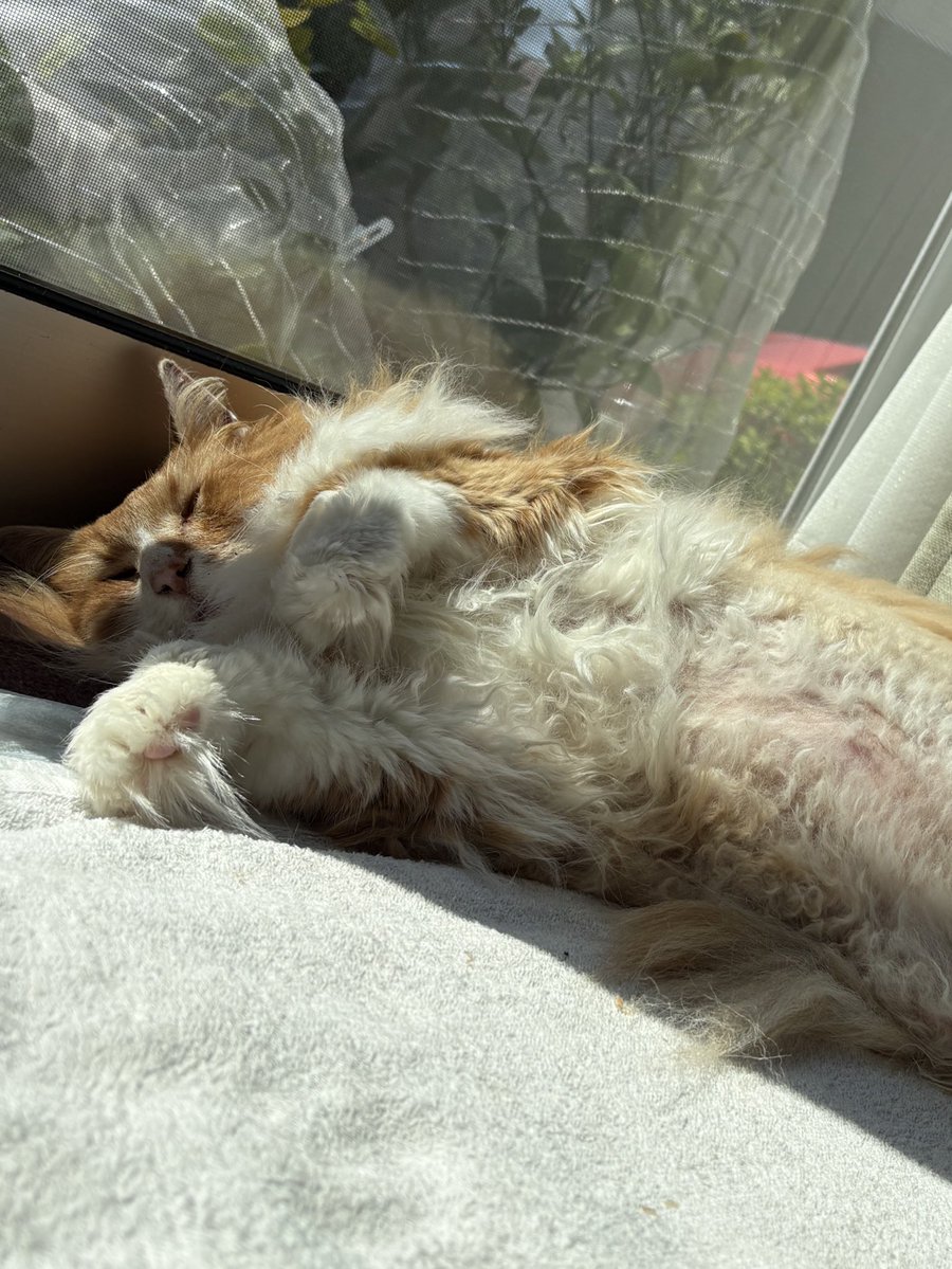 Flehmann(フレーマン) tweet media