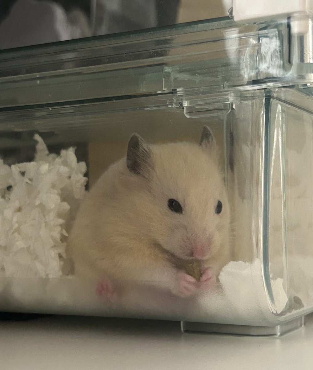 ごはんおいしいね