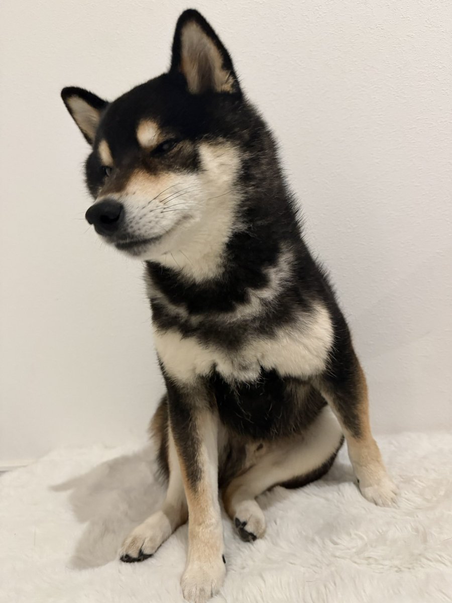 柴犬 大吉 tweet media