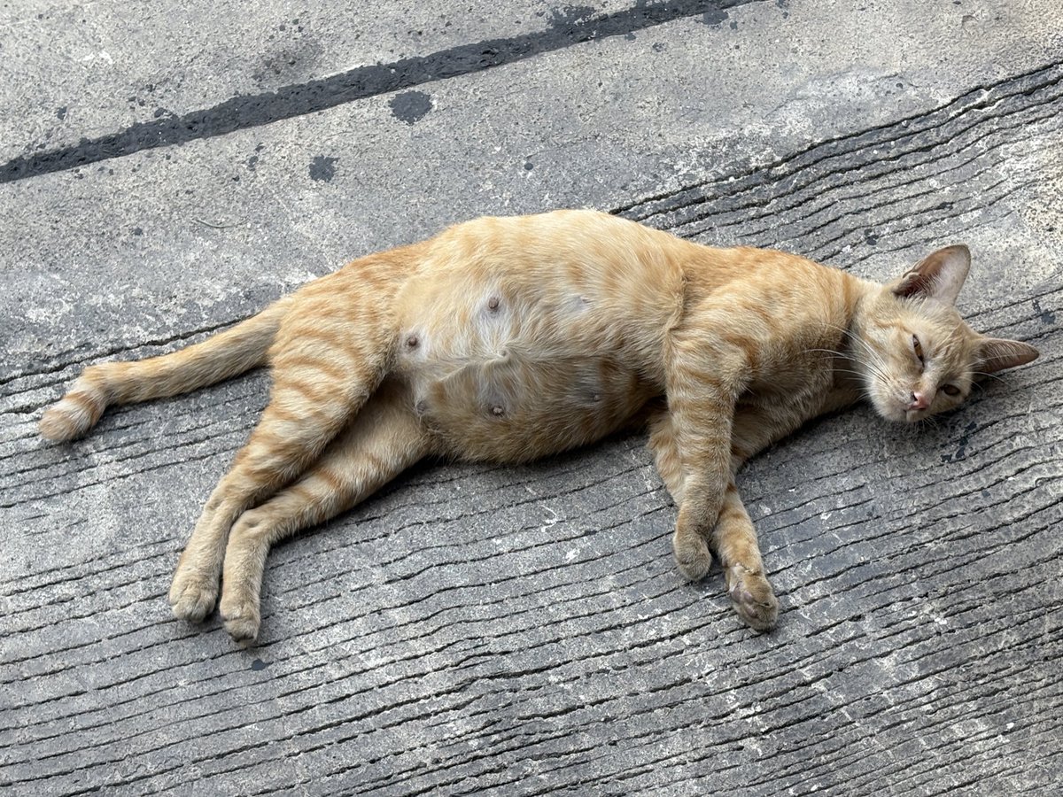 พิ้เบ tweet media