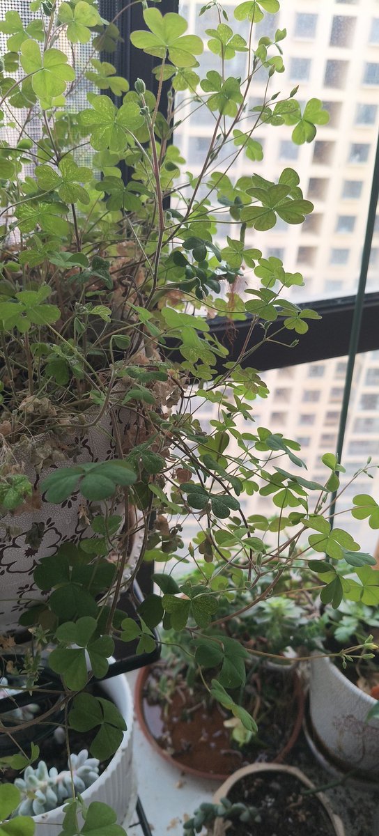 函☘️ tweet media