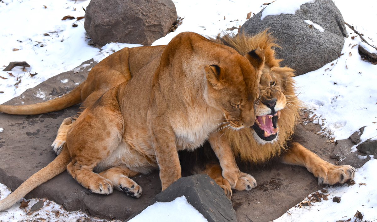 Como Zoo tweet media