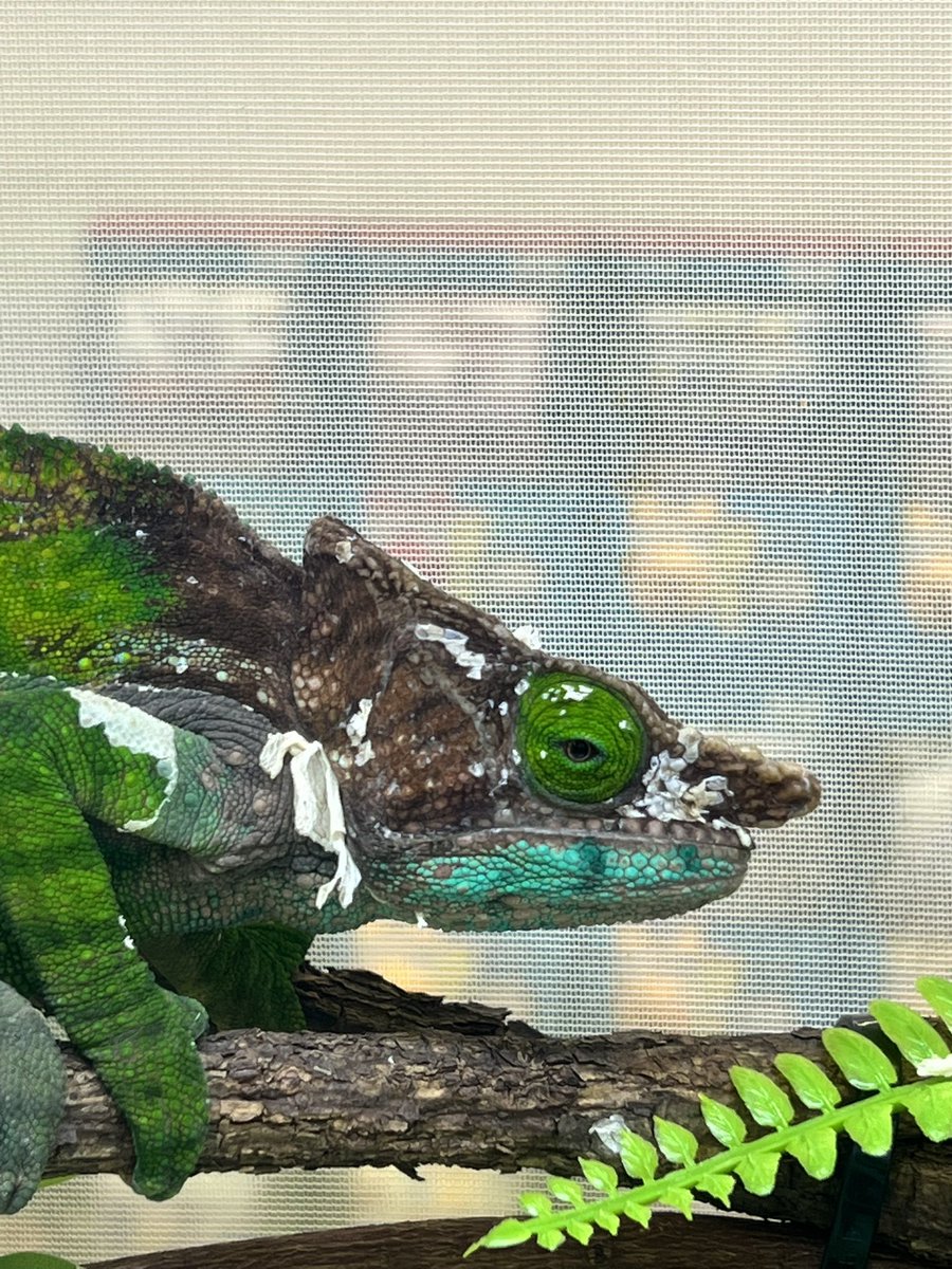 Fantasticゴリオ tweet media