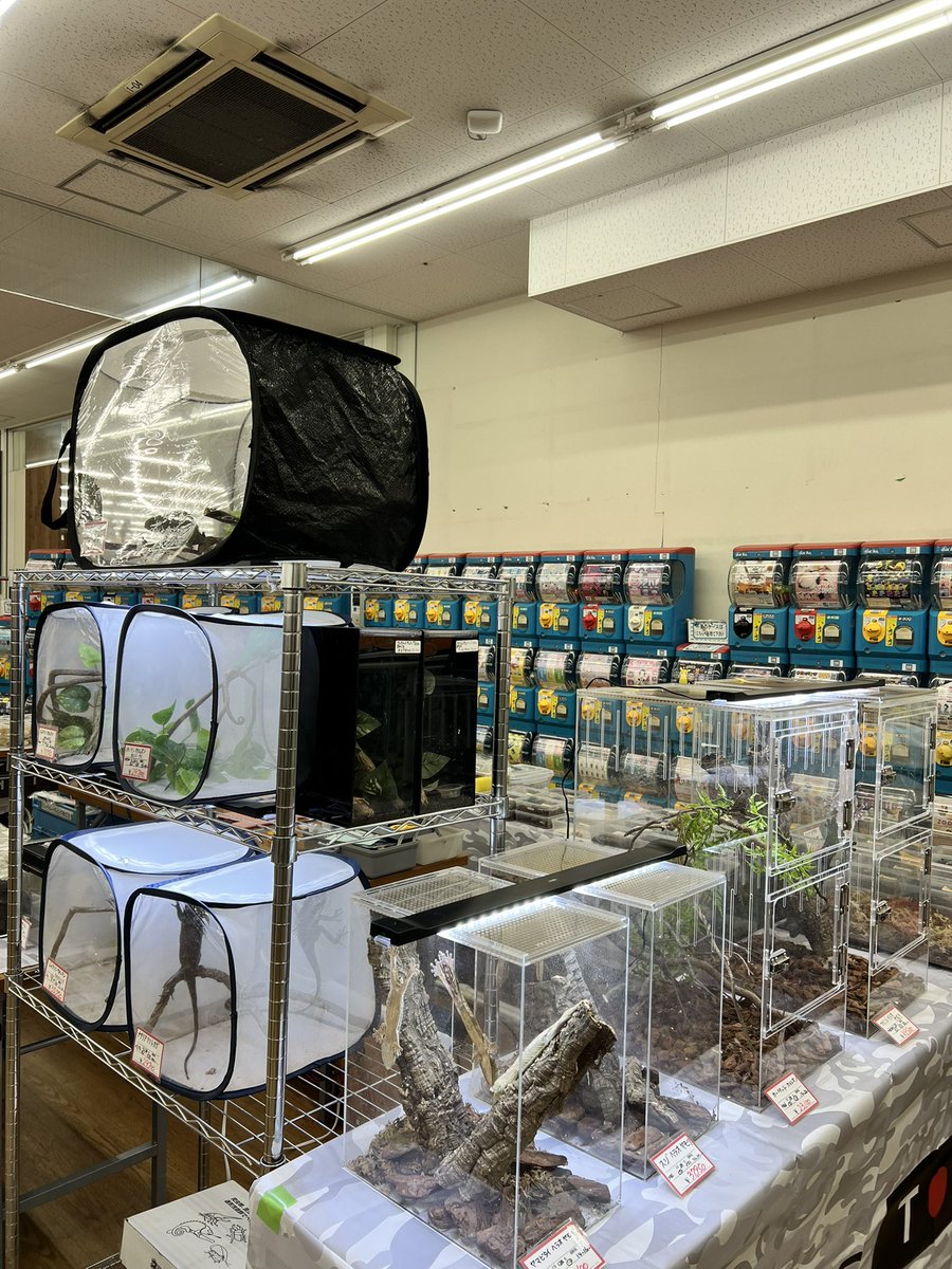 Fantasticゴリオ tweet media