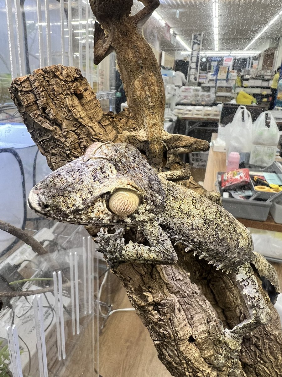 Fantasticゴリオ tweet media