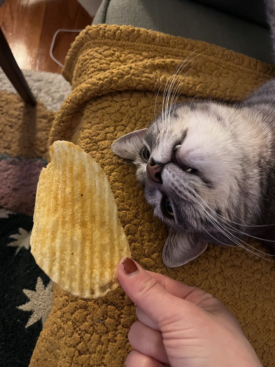 Pastrami Mommy tweet media