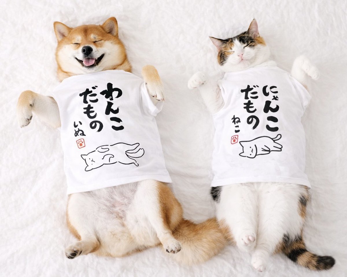 Harufare【Tシャツ販売してます👕】 tweet media