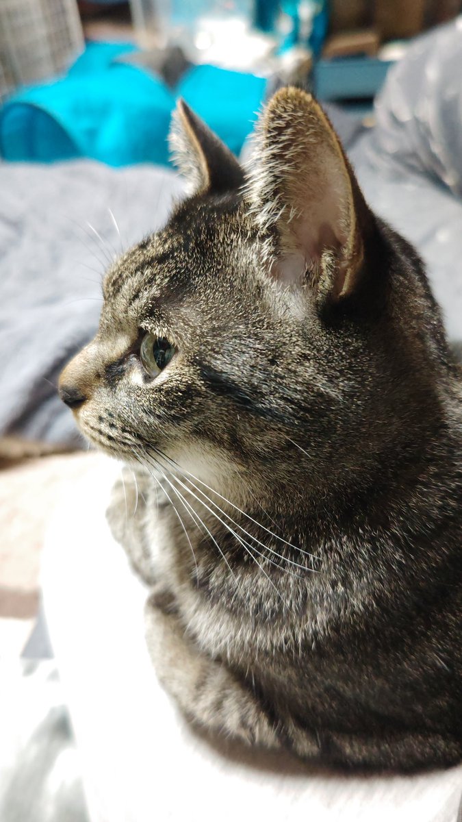 ねっこ(=ﾟωﾟ=) tweet media