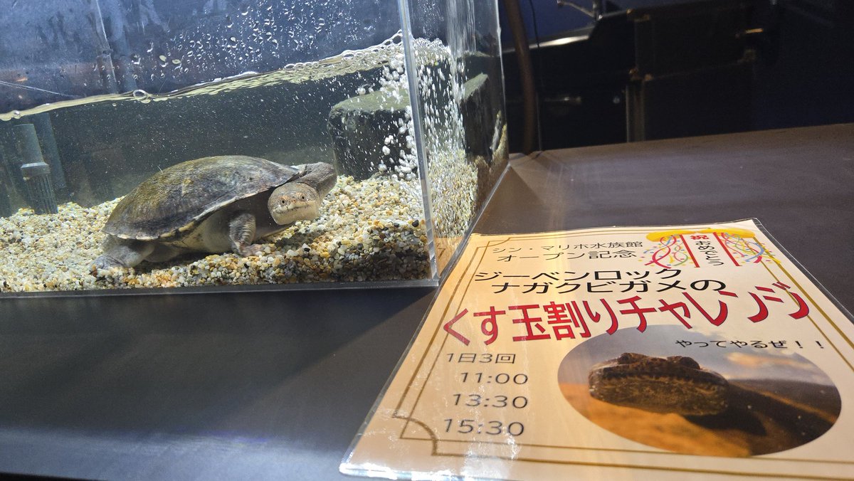 シン・マリホ水族館 tweet media