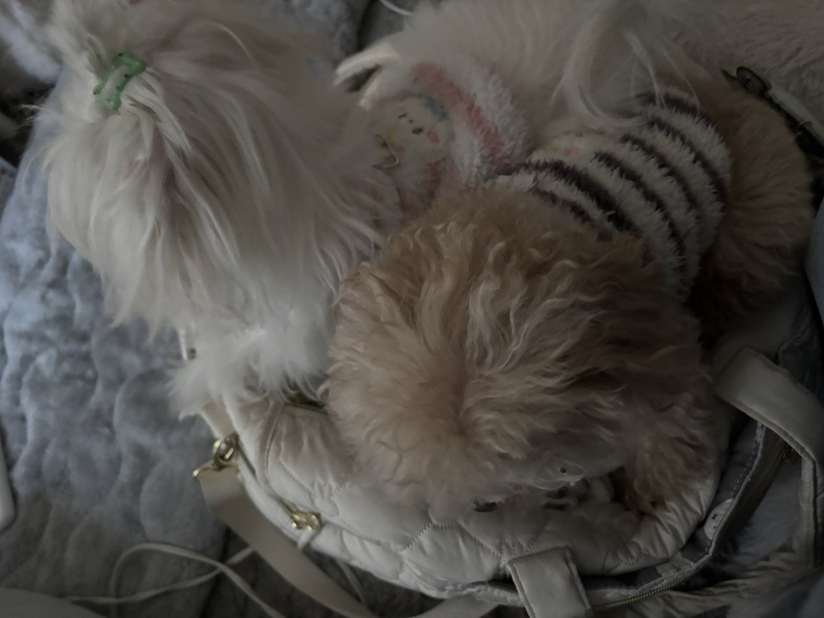 今日撮影会よろしくね❣️
連れてってもらえると信じてる犬たち定期 https://t.co/KxUITS7G8L