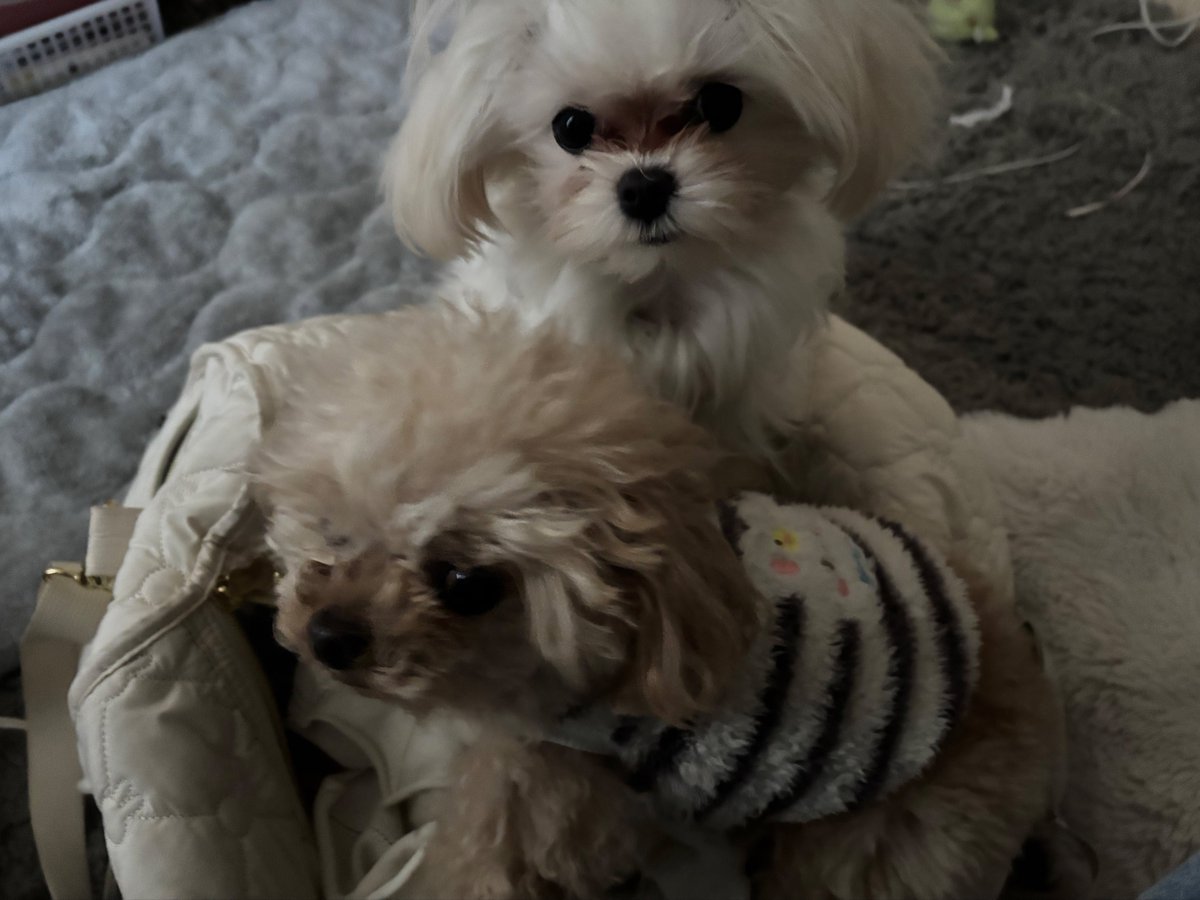 今日撮影会よろしくね❣️
連れてってもらえると信じてる犬たち定期 https://t.co/KxUITS7G8L