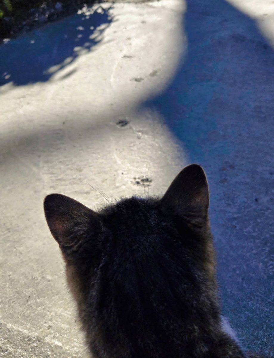 市原ぞうの国・サユリワールド【公式】 tweet media